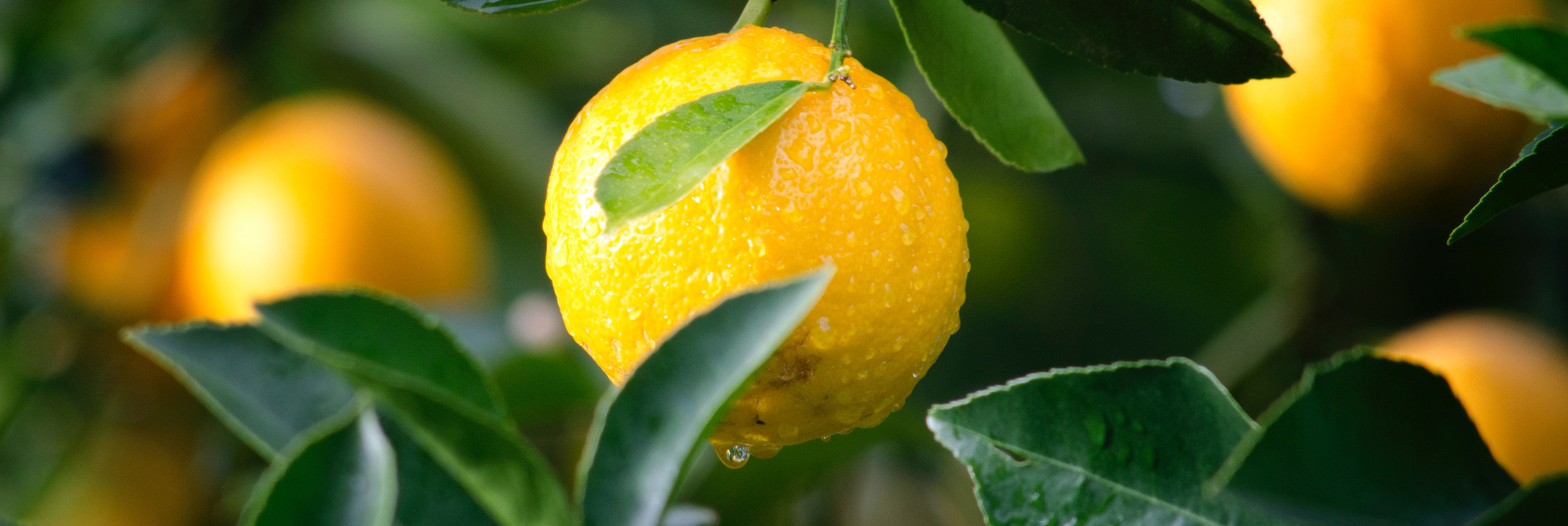 Lemon tree with condensation on the lemons